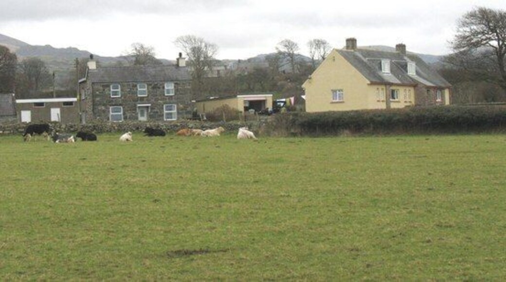 Cattle at Garth-y-glo Farm