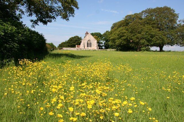 A field of yellow flowers, a small building, and trees in the background.