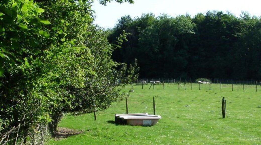 Pink baths for sheep. I dare say the sheep would welcome a cool bath in this heat.
