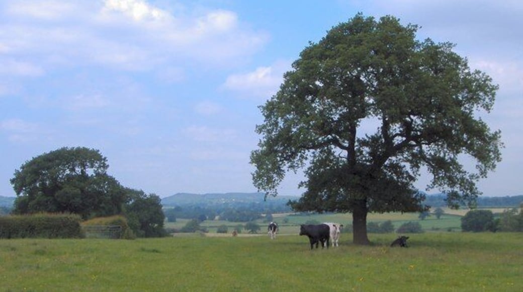 On the Sandstone Trail, Bickleywood. View north on the Sandstone Trail at Bickleywood, Bickley, with the central Cheshire sandstone ridge in the distance.