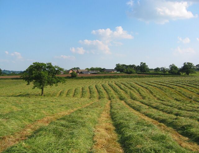 New-mown hayfield by Bickley Hall Farm. View south from the Sandstone Trail. The field was in the process of being mown when this shot was taken. The farm in the distance is Manor Farm