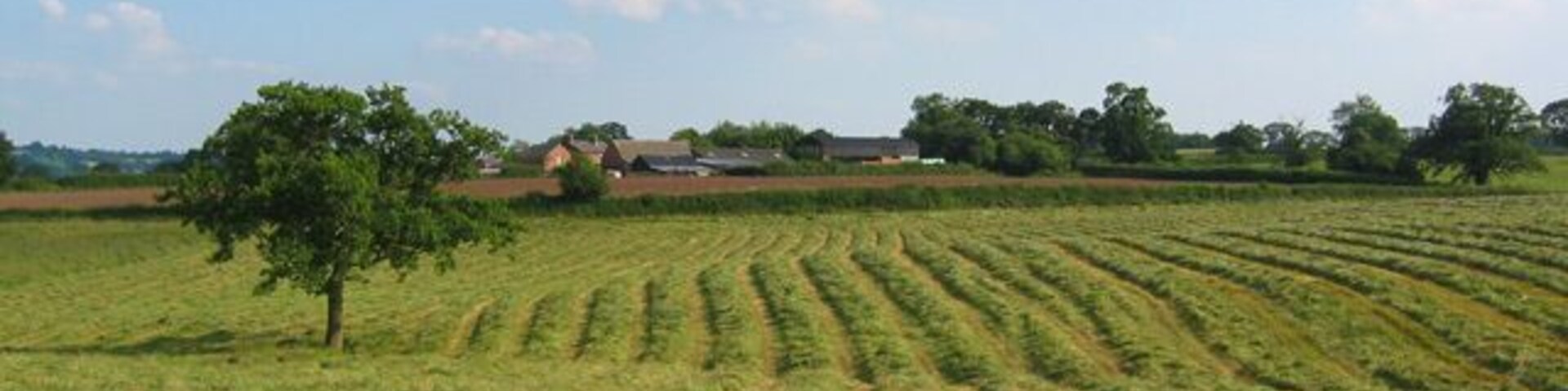 New-mown hayfield by Bickley Hall Farm. View south from the Sandstone Trail. The field was in the process of being mown when this shot was taken. The farm in the distance is Manor Farm