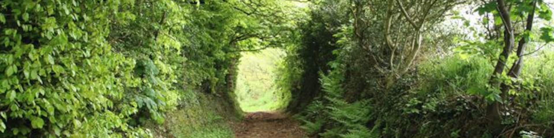 Wiveliscombe: West Deane Way. Looking south east along a bridleway also know as Jews Lane: it leads to Wiveliscombe