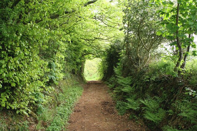 A narrow dirt path surrounded by dense green foliage.
