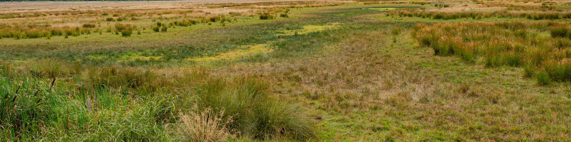 Un vaste champ ouvert, couvert d’herbes hautes, sous un ciel nuageux.