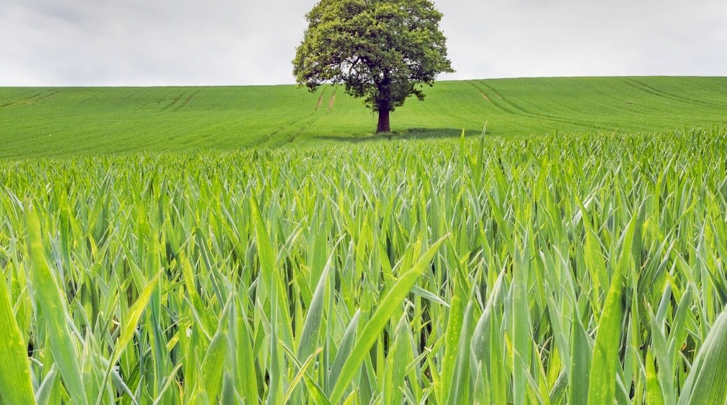 Cool lone tree Inn field. Who doesn't love a lone tree 😝
