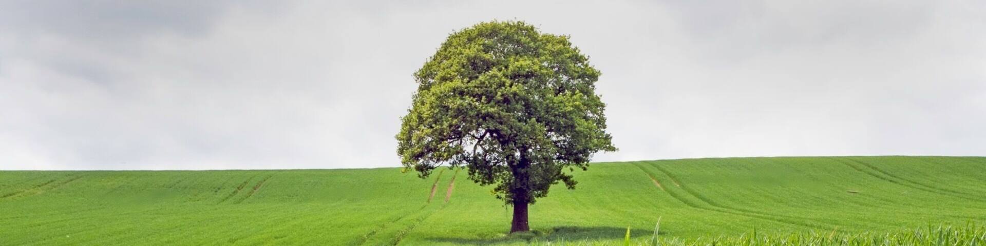 Cool lone tree Inn field. Who doesn't love a lone tree 😝