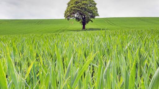 Cool lone tree Inn field. Who doesn't love a lone tree 😝