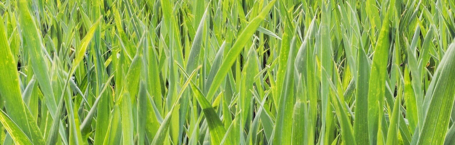 Cool lone tree Inn field. Who doesn't love a lone tree 😝