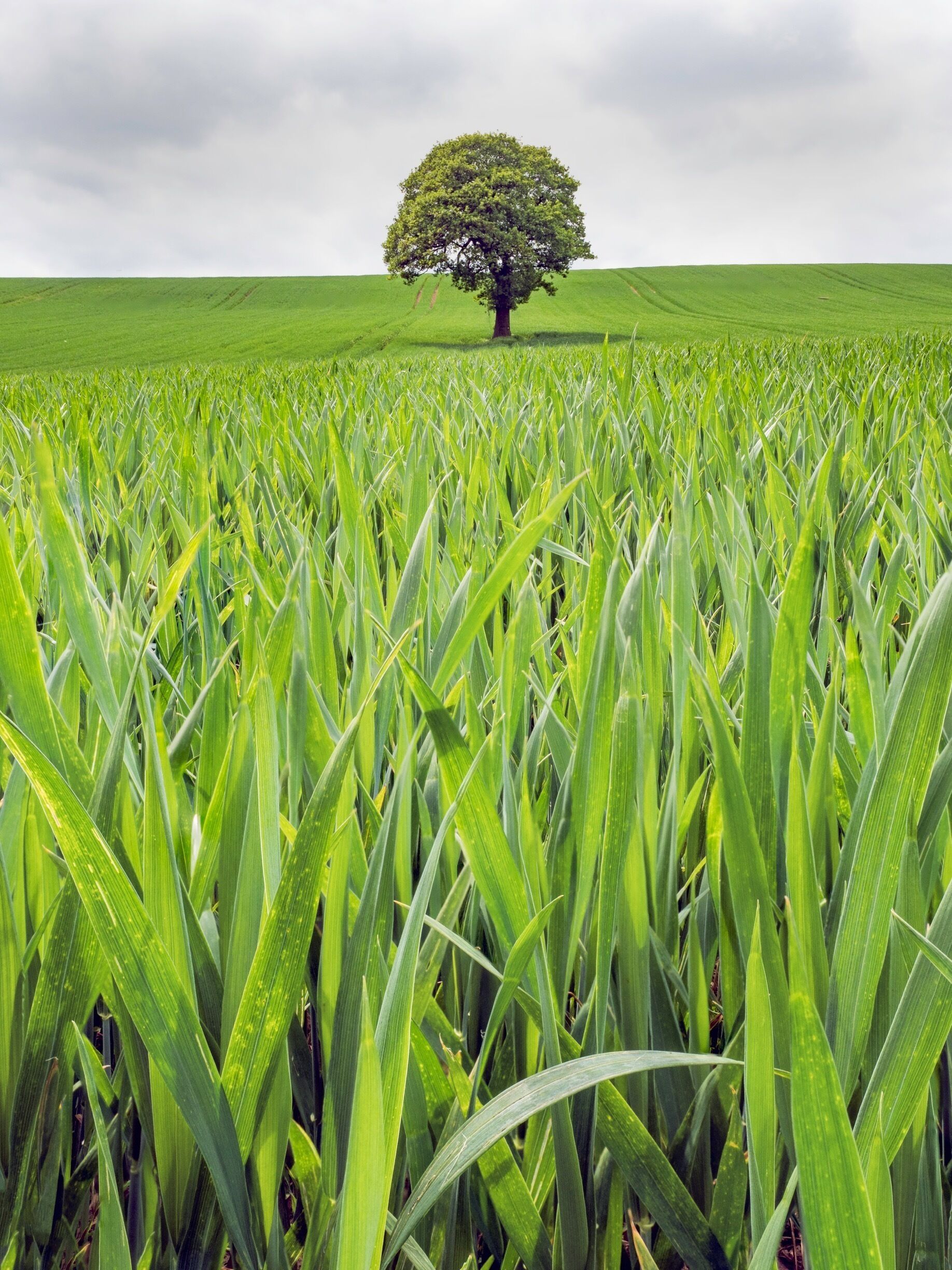 A single tree in a vast field of green crops under a cloudy sky.