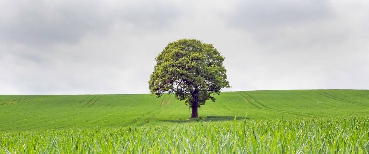 A single tree in a vast field of green crops under a cloudy sky.