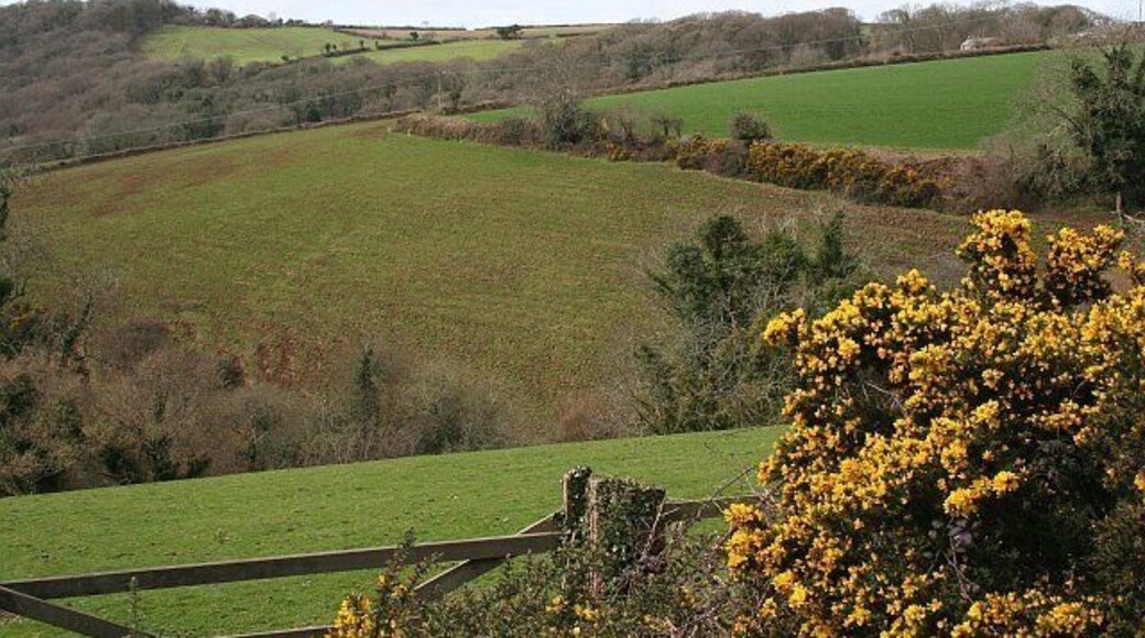 Hillside below Penpell Farm.