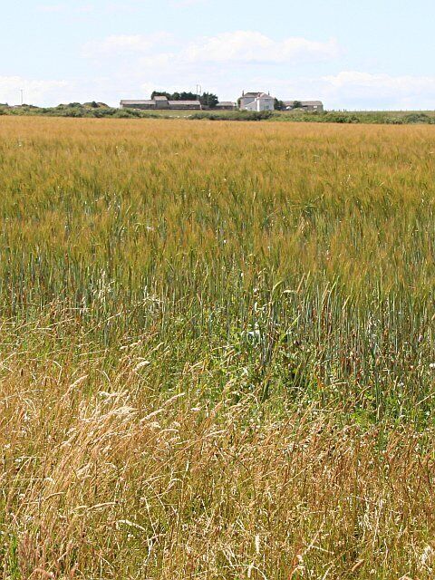 From Barley Field to Farm. This view looks southwest from the eastern edge of the grid square. In the foreground is a field of barley going through its 'gold top' phase. Beyond a shallow valley is what looks like a farm which is marked 'Waverley' on the map.