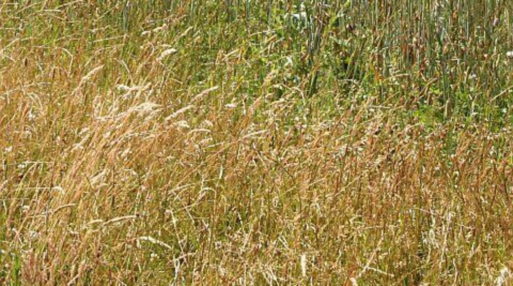 From Barley Field to Farm. This view looks southwest from the eastern edge of the grid square. In the foreground is a field of barley going through its 'gold top' phase. Beyond a shallow valley is what looks like a farm which is marked 'Waverley' on the map.