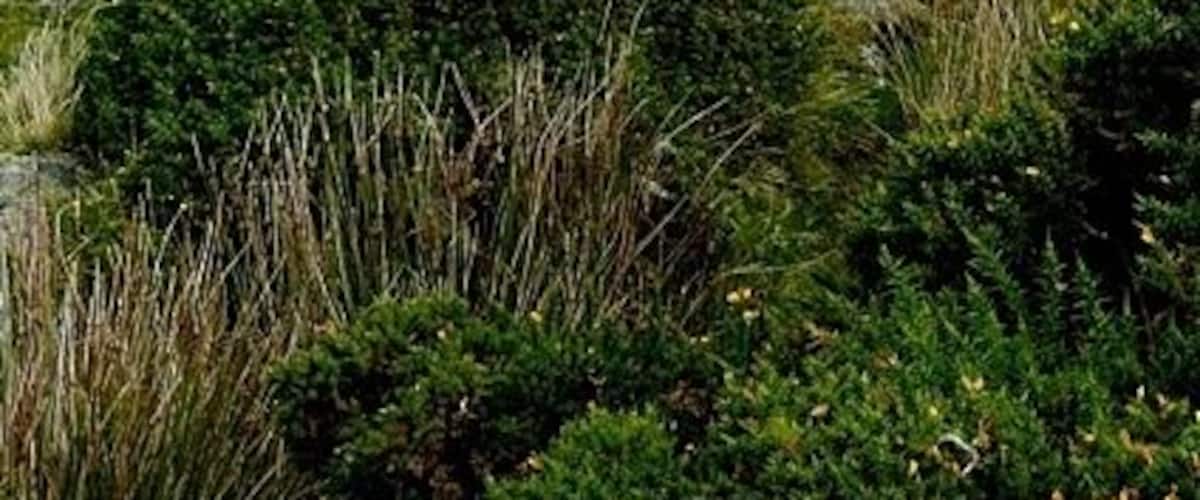 Above the pylons On the north slope of Foel Ganol, we are above the three lines of pylons that stride across this landscape, looking towards Penmaenmawr and Great Orme. In the foreground are the remains of one of the iron age settlements.