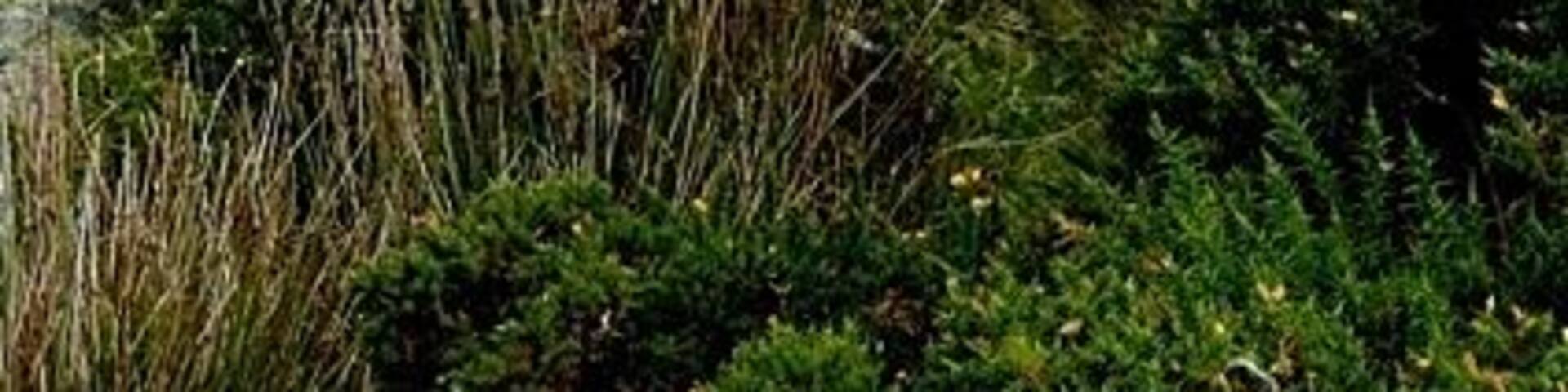 Above the pylons On the north slope of Foel Ganol, we are above the three lines of pylons that stride across this landscape, looking towards Penmaenmawr and Great Orme. In the foreground are the remains of one of the iron age settlements.