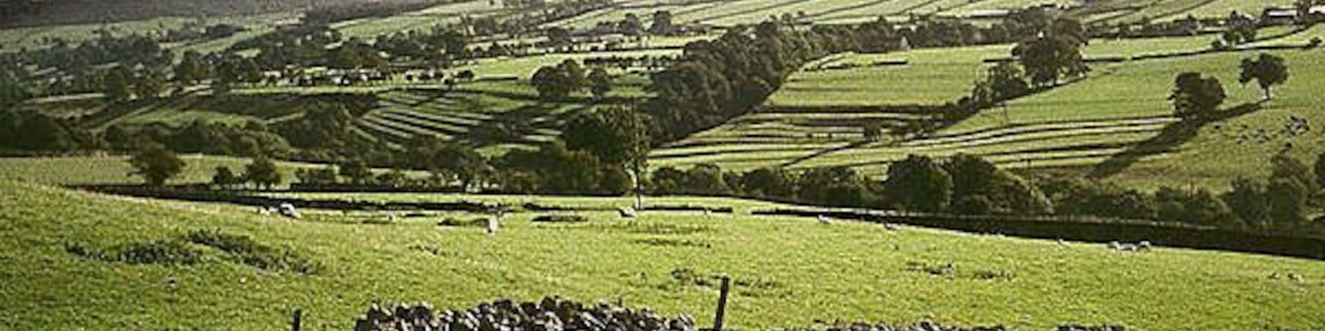 Ancient terracing at West Scrafton This picture shows the ancient terracing at Caygill known as Granny Banks on the slope down to the River Cover from West Scrafton. The view is taken from Flats Hill near Carlton.