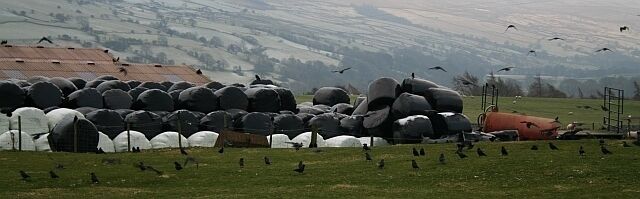 Rook Problem? Unnamed farm at the western end of Carlton, Coverdale.