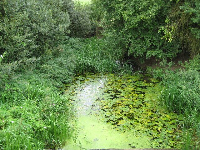Un estanque rodeado de abundante vegetación y árboles que se extienden sobre el agua.