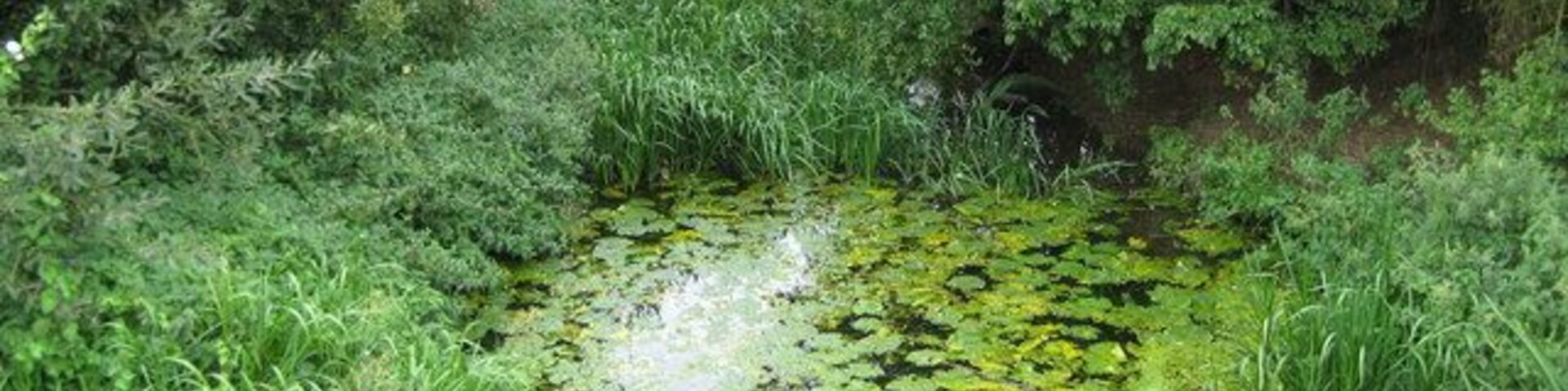Un estanque rodeado de abundante vegetación y árboles que se extienden sobre el agua.