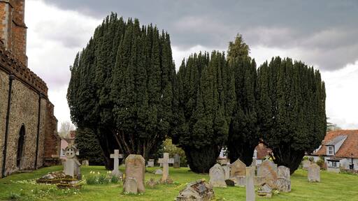 Graves and yew trees in the churchyard at the north of St Nicholas' Church at Castle Hedingham in Essex, England. Camera: Canon EOS 6D with Canon EF 24-105mm F4L IS USM lens. Software: large RAW file lens-corrected, optimized and downsized with DxO OpticsPro 10 Elite, Viewpoint 2, and Adobe Photoshop CS2.