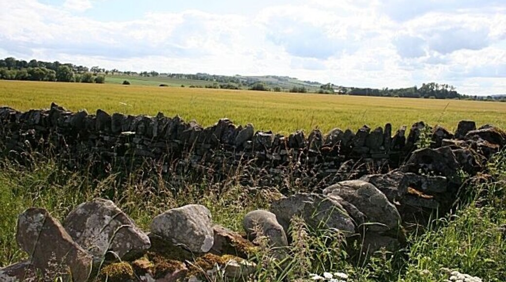 Damside Barley fields across the road from Damside Cottages. In the distance is Dunnichen Hill.