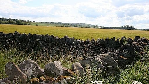 Damside Barley fields across the road from Damside Cottages. In the distance is Dunnichen Hill.