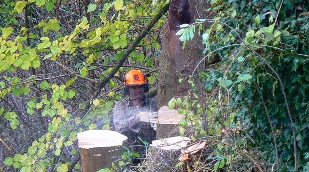 Tree felling in Nailsworth A self-seeded tree, a sycamore, is in the way and is being removed. 4 figure grid reference is intentional.