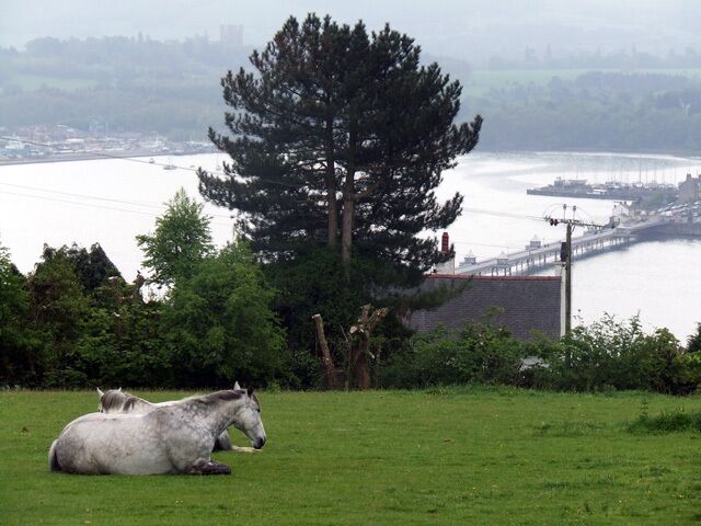 Horses in a field, overlooking Bangor pier. Two horses having a rest in a field that looks out over Bangor pier, Penrhyn castle is visible at the top of the photo