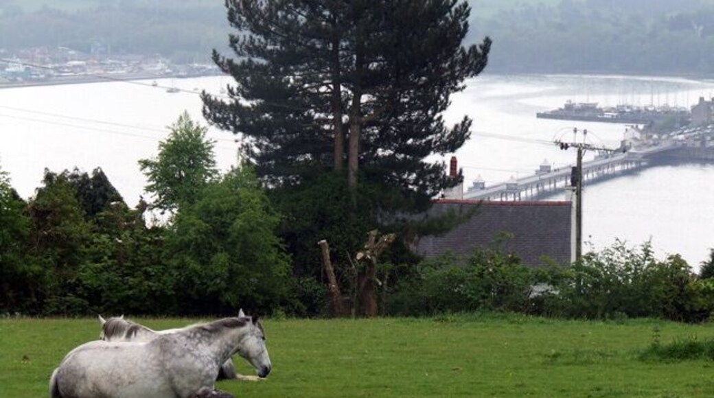 Horses in a field, overlooking Bangor pier. Two horses having a rest in a field that looks out over Bangor pier, Penrhyn castle is visible at the top of the photo