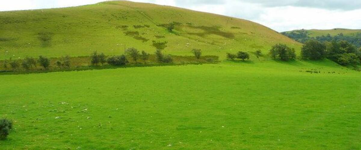 A green hillside with a fence and scattered trees.
