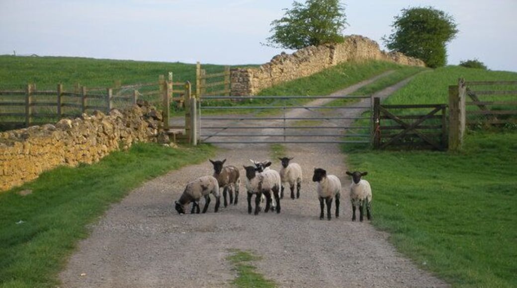 Curious lambs On the footpath at the side of the castle wall.