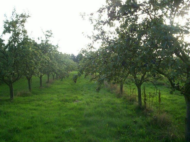 Plum orchard Looking along the rows, which are planted along a S-W to N-E orientation so the trees and the fruit get maximum sunlight.