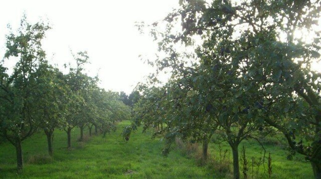 Plum orchard Looking along the rows, which are planted along a S-W to N-E orientation so the trees and the fruit get maximum sunlight.