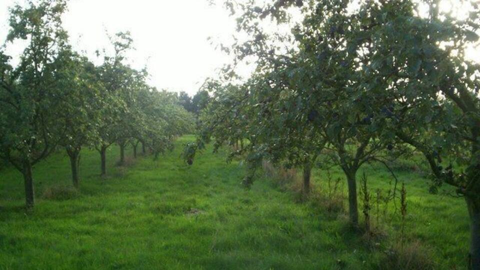 Plum orchard Looking along the rows, which are planted along a S-W to N-E orientation so the trees and the fruit get maximum sunlight.