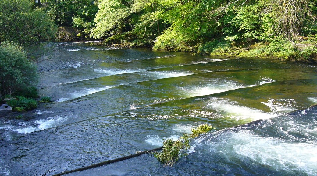 This shows the lower part of an old form of fish ladder on the River Dart at "Salmon Leap" in Devon. As the name suggests it was built to facilitate salmon going up river to spawn.