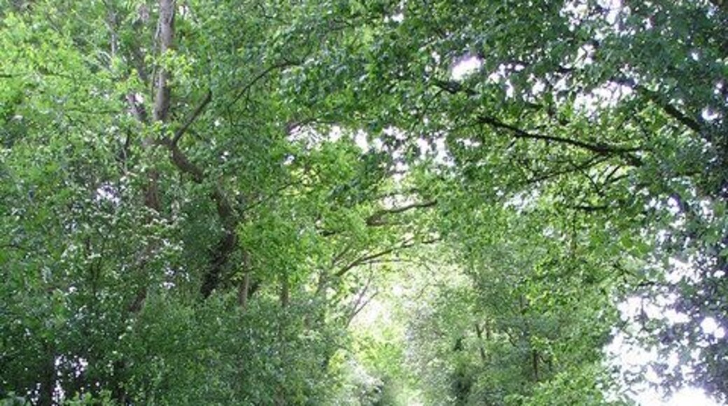 Brook Lane. This section of Brook Lane is still lined by hedges and has large ditches on both sides. For an explanation of the significance of this ancient lane see 1314130