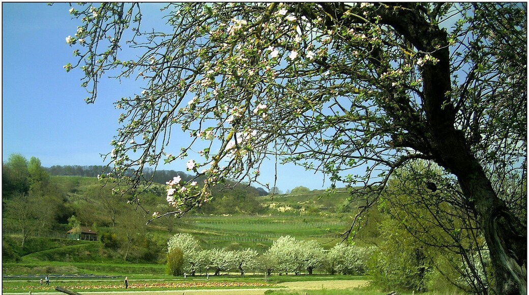 Kirschblüte neben L114 zwischen Wasenweiler und Bötzingen