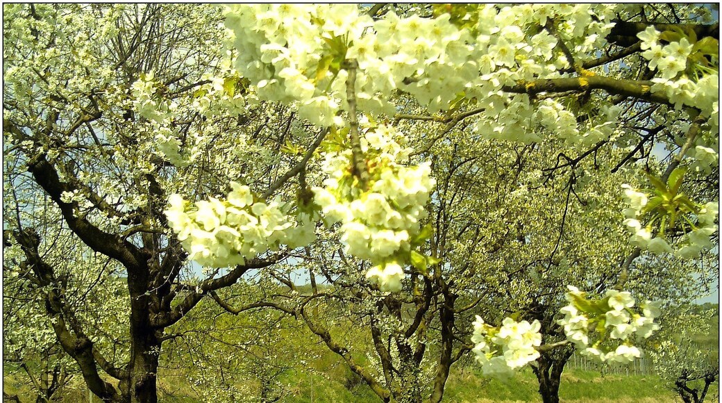 Kirschblüte neben L114 zwischen Wasenweiler und Bötzingen