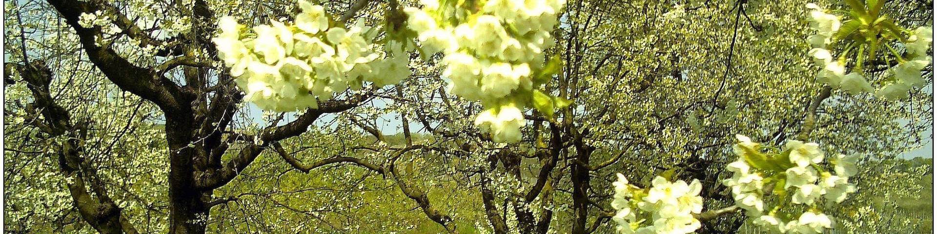 A grove of trees with white blossoms, green grass, and yellow flowers.