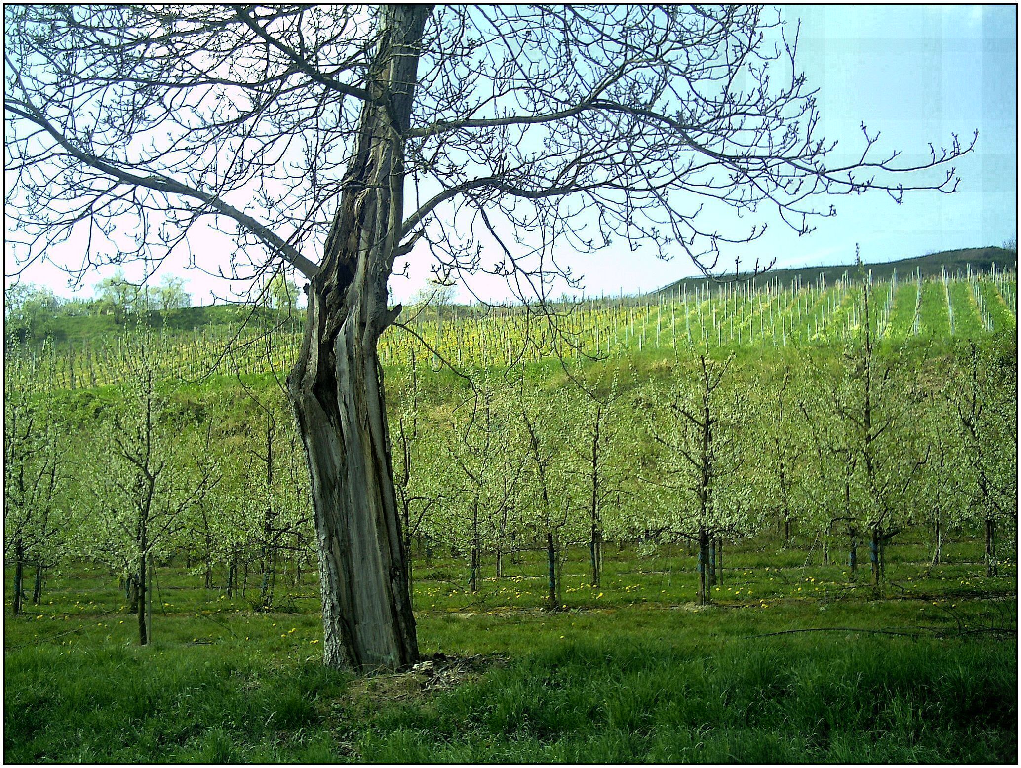 Kirschblüte neben L114 zwischen Wasenweiler und Bötzingen