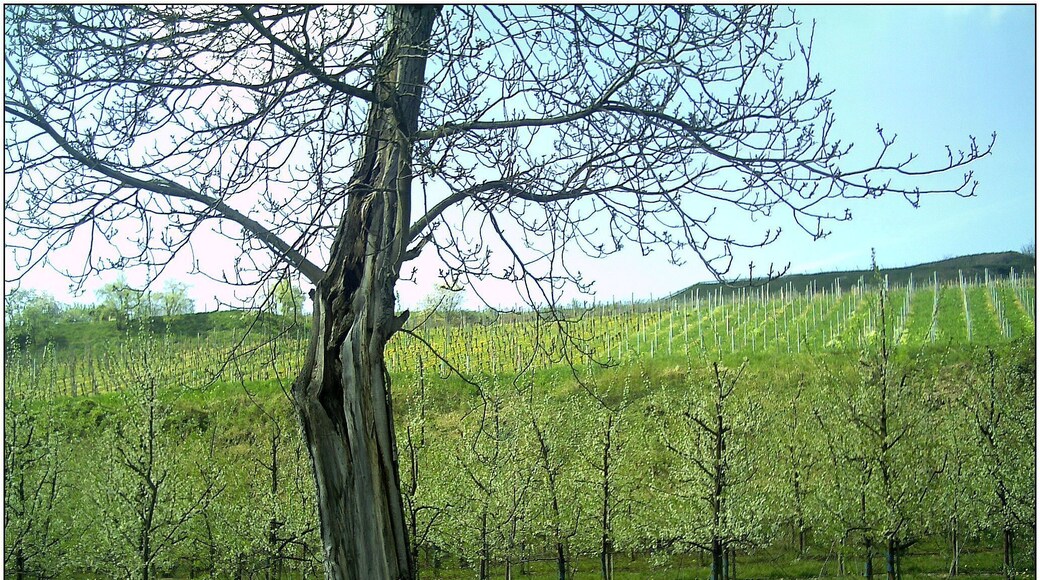 Kirschblüte neben L114 zwischen Wasenweiler und Bötzingen