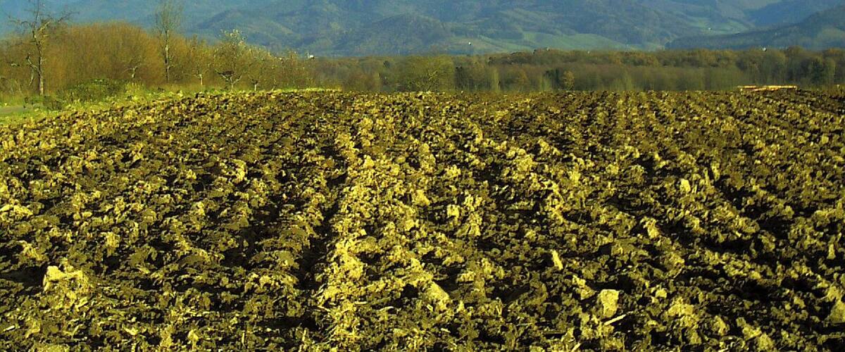 A field with a mountain in the background.