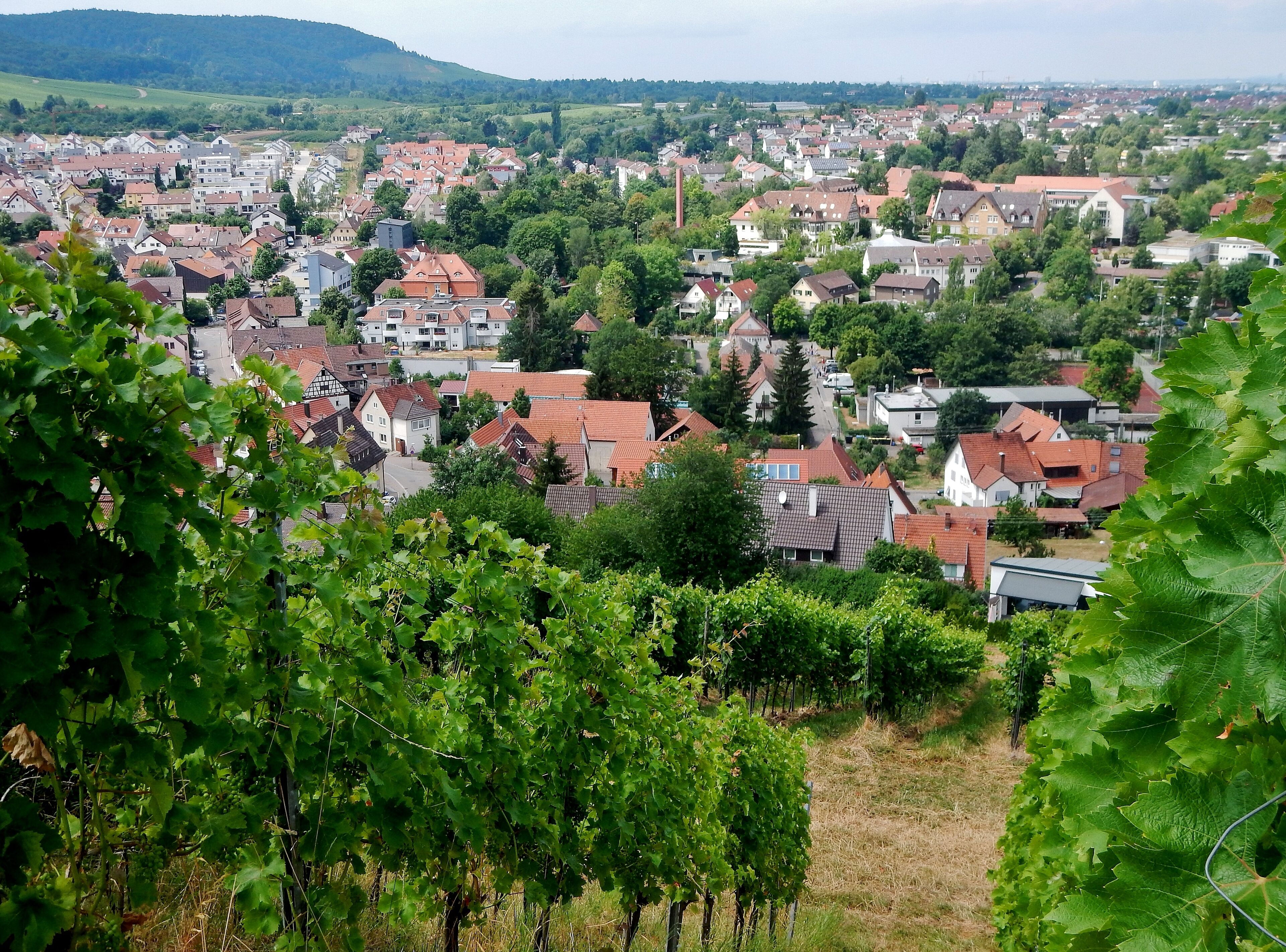 A town with red-roofed houses, vineyards, and a distant mountain range.