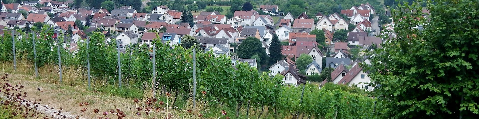 Das Stettener Brotwasser ist eine der besten Riesling-Lagen des Landes. Seine Sandstein-Terrassen liegen romantisch direkt unterhalb der Ruine Y-Burg. Der ungewöhnliche Lagename rührt von einer im 17. Jahrhundert in Stetten residieren Hofdame her. Diese ersann eine List, um ihren Weinkonsum von der höfischen Öffentlichkeit zu verbergen. Sie ließ sich einfach den Krug, der für das Brotwasser bestimmt war, mit Wein füllen. Und jedes Mal, wenn Sie das trockene Brot in das vermeintliche Wasser tauchte, konnte sie – ohne dass es jemanden auffiel – einen Schluck Wein zu sich nehmen. Die kleine List bleib jedoch nicht sehr lange verborgen und so bekam der Lieblingswein der Hofdame den Namen „Brotwasser“.