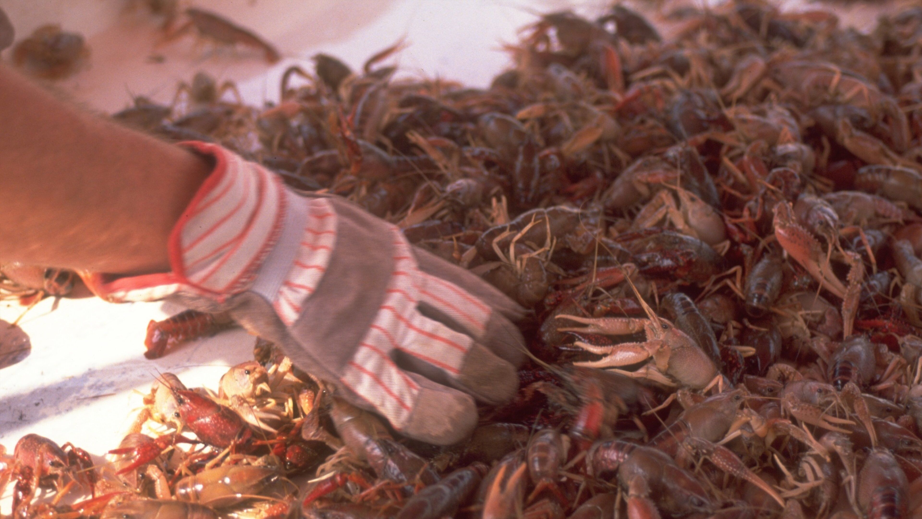 Shreveport Festival Plaza showing fishing