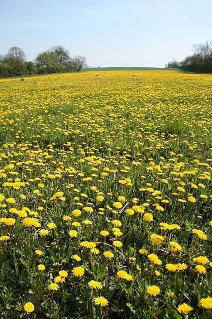 Brigsley dandelions. A thick carpet of dandelions in a field by Waltham Road