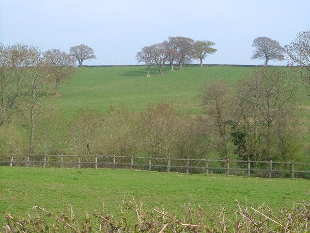 Trees on Barrington Hill Trees marking a field boundary on the western slopes of Barrington Hill, seen from near Newtown Farm.