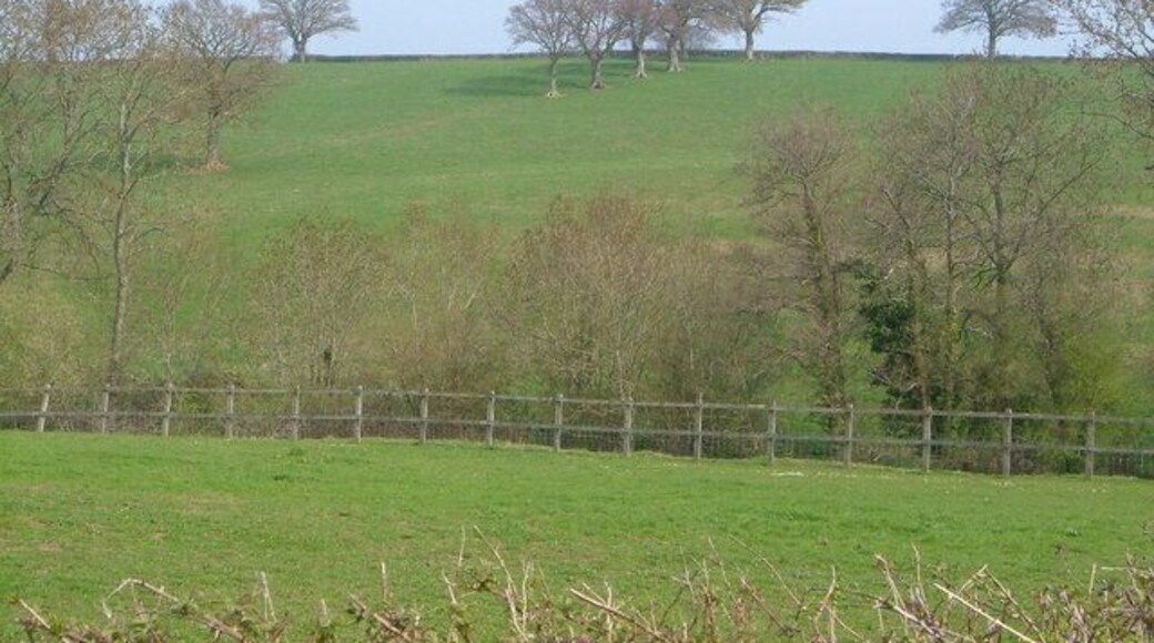 Trees on Barrington Hill Trees marking a field boundary on the western slopes of Barrington Hill, seen from near Newtown Farm.