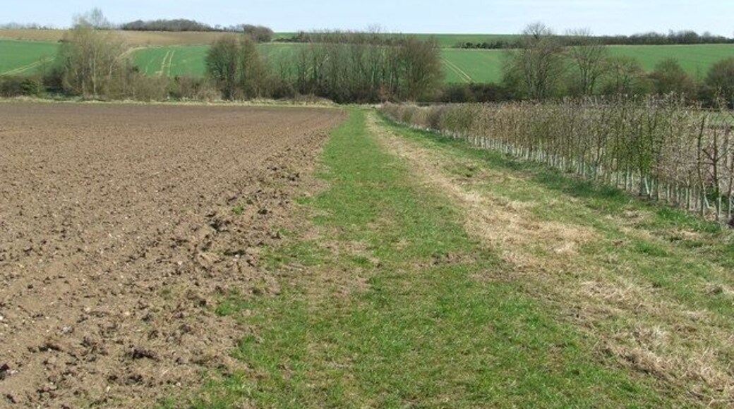 New Hedge New hedge and field boundary near to Denston, Suffolk.